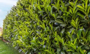 Un seto de laurel frondoso y verde, listo para ser podado. Las hojas brillan bajo el sol, esperando el corte que le dará forma.