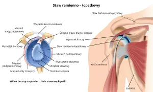 Ilustracja anatomiczna stawu barkowego z zaznaczonym obrąbkiem stawowym, mięśniami i więzadłami.
