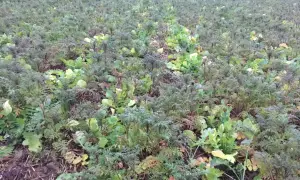 Pole rzodkiewki oleistej z zielonymi liśćmi i ciemniejszymi, rozgałęzionymi pędami.