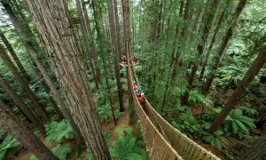 Baumwipfelpfad in Rotorua, Neuseeland, mit Menschen auf Hängebrücken zwischen hohen Bäumen und Farnen.
