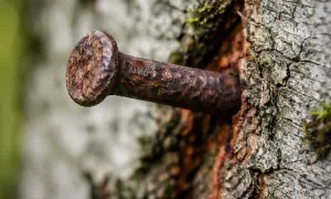 Ein rostiger kupfernagel baum, tief in die Rinde eines alten Baumes geschlagen. Die Zeit hat ihre Spuren hinterlassen.