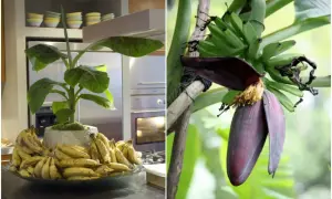 Bananowiec w domu, z pękiem zielonych bananów i kwiatem. Obok, na blacie, miska pełna dojrzałych bananów.
