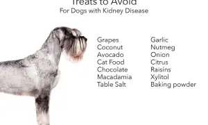 A schnauzer stands beside a list of foods to avoid for dogs with kidney disease, including grapes, chocolate, and garlic.