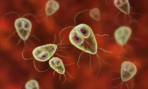 Widok mikroskopowy pasożytów Giardia lamblia, które mogą być obecne w kale. Mają kształt gruszki i cztery pary wici.