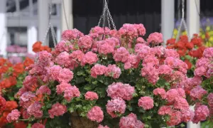Üppige rosa Geranien in einer Hängeampel, die auf gute Geranien Pflege hinweisen. Im Hintergrund rote und gelbe Blumen.