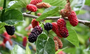 Ripe mulberries hang from a branch. A question often asked is: can dogs eat mulberries? Yes, in moderation.