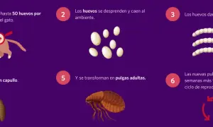 Ciclo de vida de las pulgas en gatos: huevos, larvas, capullos y pulgas adultas. Las pulgas ponen huevos en el gato, que caen al ambiente.