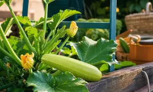 Reife Zucchini liegt auf einem Holzbeet. Gelbe Blüten und grüne Blätter umgeben sie. Perfekt, wann zucchini ernten!