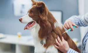 A veterinarian administers the leptospirosis vaccine for dogs to a brown and white dog.
