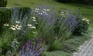 En vacker rabatt med vita echinaceablommor och lila lavendel. En perfekt plats för primula utomhus.