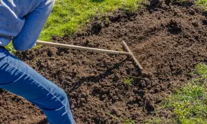 Osoba w dżinsach i szarej bluzie grabi ziemię na ugorze, przygotowując ją do sadzenia.