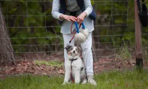 Uroczy szczeniak 6 miesięcy, siedzący przy nogach opiekuna, z zaciekawieniem patrzy na zabawkę.
