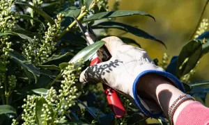 Gärtnerhandschuh hält Gartenschere, um Lorbeer zu schneiden. Kleine grüne Knospen und dunkle Blätter sind zu sehen.
