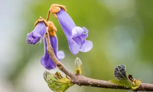 Zarte, violette Blüten des Blauglockenbaums hängen an einem Ast. Vorsicht: Blauglockenbaum giftig für Haustiere.