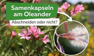 Oleander-Samenkapseln: Abschneiden oder nicht? Nahaufnahme einer geöffneten Samenkapsel mit flauschigen Samen.