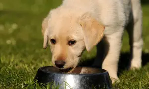 Uroczy szczeniak labradora pije z miski. Czy pies może pić mleko? Ten maluch wygląda na zadowolonego.