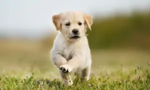 Szczeniak golden retriever biegnie przez łąkę. To idealny moment, kiedy szczeniak może mieć kontakt z innymi psami, ucząc się socjalizacji.
