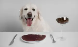 Uśmiechnięty pies czeka na posiłek. Na stole talerz z surową wątróbką, widelec, nóż i kieliszek z karmą. Czy pies może jeść wątróbkę?