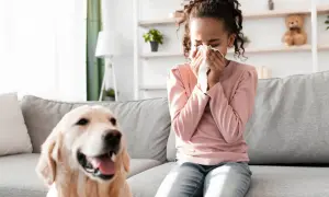 Czy golden retriever uczula? Sprawdź, jak uniknąć alergii!