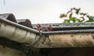 Ein Marder lugt neugierig aus der Dachrinne. So kommen Marder aufs Dach: Sie klettern geschickt an Fassaden und Bäumen hoch.