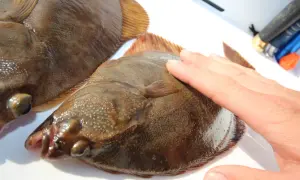 Eine Hand streichelt über einen frisch gefangenen plattfisch. Ein weiterer plattfisch liegt daneben.
