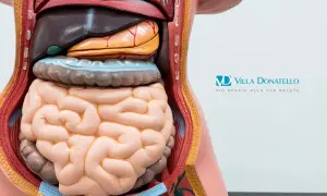 Modello anatomico del torso umano che mostra gli organi interni, utile per comprendere i diverticoli e i loro sintomi.