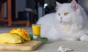 Czy koty mogą jeść mango? Bezpieczne sposoby na podawanie owocu