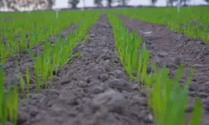 Młode źdźbła zbóż wyrastają w rzędach na polu. Zastosowanie prosulfokarb zapewnia im zdrowy wzrost.