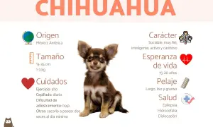 Un adorable cachorro chihuahua, con información sobre su origen, tamaño, cuidados, carácter, pelaje, salud y cuánto duran los chihuahuas: 15-20 años.