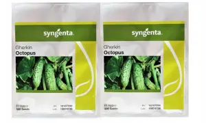 Dwie paczki nasion ogórka Gherkin Octopus od Syngenta. Na opakowaniach widnieje zdjęcie młodych, zielonych ogórków.