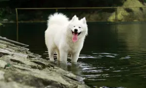Uśmiechnięty samoyed, którego wielkość robi wrażenie, stoi w wodzie. Jego białe futro lśni, a język wystaje z pyska.
