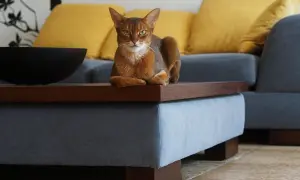 Koniec z drapaniem! Tkaniny obiciowe odporne na kocie pazury