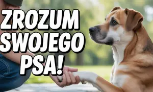 Szkolenie dorosłego psa: Obal mity, buduj więź, rozwiąż problemy