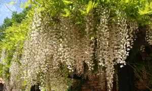 Obficie kwitnąca wisteria biała, której uprawa i przycinanie zapewniają taki spektakl.