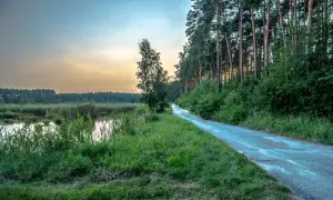 Droga przez las nad stawami w Mielcu, oświetlona zachodzącym słońcem.