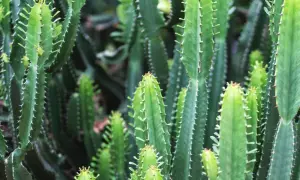 Gęsty las zielonych, kanciastych łodyg kwiatu euphorbia, pokrytych drobnymi kolcami.