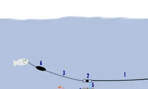 Schema einer u posen montage: Köderfisch (6) schwimmt, während ein Wurm (4) am Grund wartet.