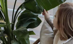 Ett litet barn utforskar ett stort grönt blad från en växt som odlas inomhus.