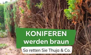 Koniferen werden braun. Ein Teil der Hecke ist vertrocknet, aber es gibt noch Hoffnung für Thuja & Co.