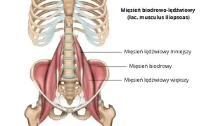 Anatomia mięśnia biodrowo-lędźwiowego. Po intensywnym treningu mogą pojawić się zakwasy w pachwinach.
