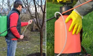 Mężczyzna opryskuje drzewko, przygotowując je do ochrony. To idealny moment, by pomyśleć, co można pryskać miedzianem, chroniąc rośliny przed chorobami.