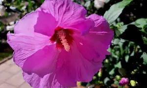 Piękny, fioletowy hibiskus kwitnie na żyznej ziemi. Widać jego delikatne płatki i pręciki.