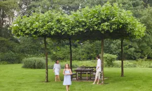 Dachplatane im Garten: Nachteile? Hier ein schattiges Plätzchen für die Familie.