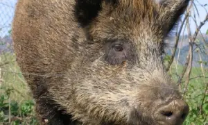 Ile kosztuje dzik w skupie? Poznaj ceny i kluczowe czynniki wpływające na wartość