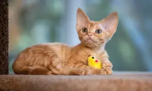 Pomarańczowy kotek rasy Devon Rex z kręconą sierścią leży z żółtą zabawką.