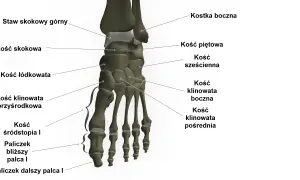 Anatomia stopy: kości skokowa, piętowa, łódkowata, sześcienna, klinowate, śródstopia i paliczki. Stawy w stopie tworzą skomplikowaną strukturę.