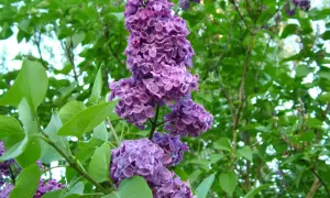Vackra lila syrenblommor i full blom. En perfekt tid att plantera syrenbuskar för att njuta av doften nästa år.