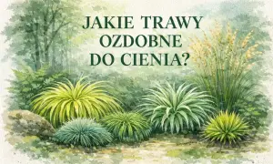 Piękne trawy ozdobne do cienia, tworzące bujne kępy o różnych odcieniach zieleni i żółci.