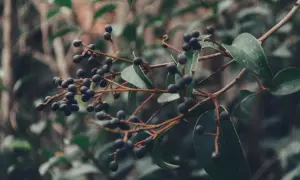 Dunkle Beeren am Zweig, Vorsicht: liguster giftig.