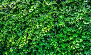 Gęsty, zielony żywopłot z bluszczu tworzy naturalną ścianę. Liście o różnych odcieniach zieleni tworzą bogatą teksturę.